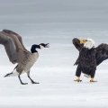 Canada Goose (Branta canadensis), fights off a Bald Eagle (Haliaeetus leucocephalus), in Burlington, Ontario